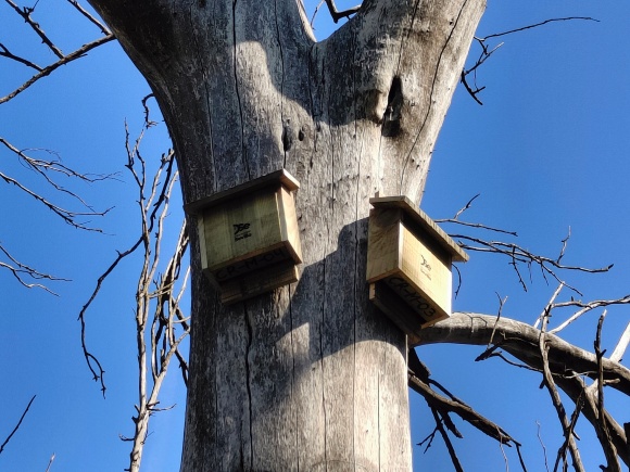 12-051225 - FOTO 1 CAJAS NIDO